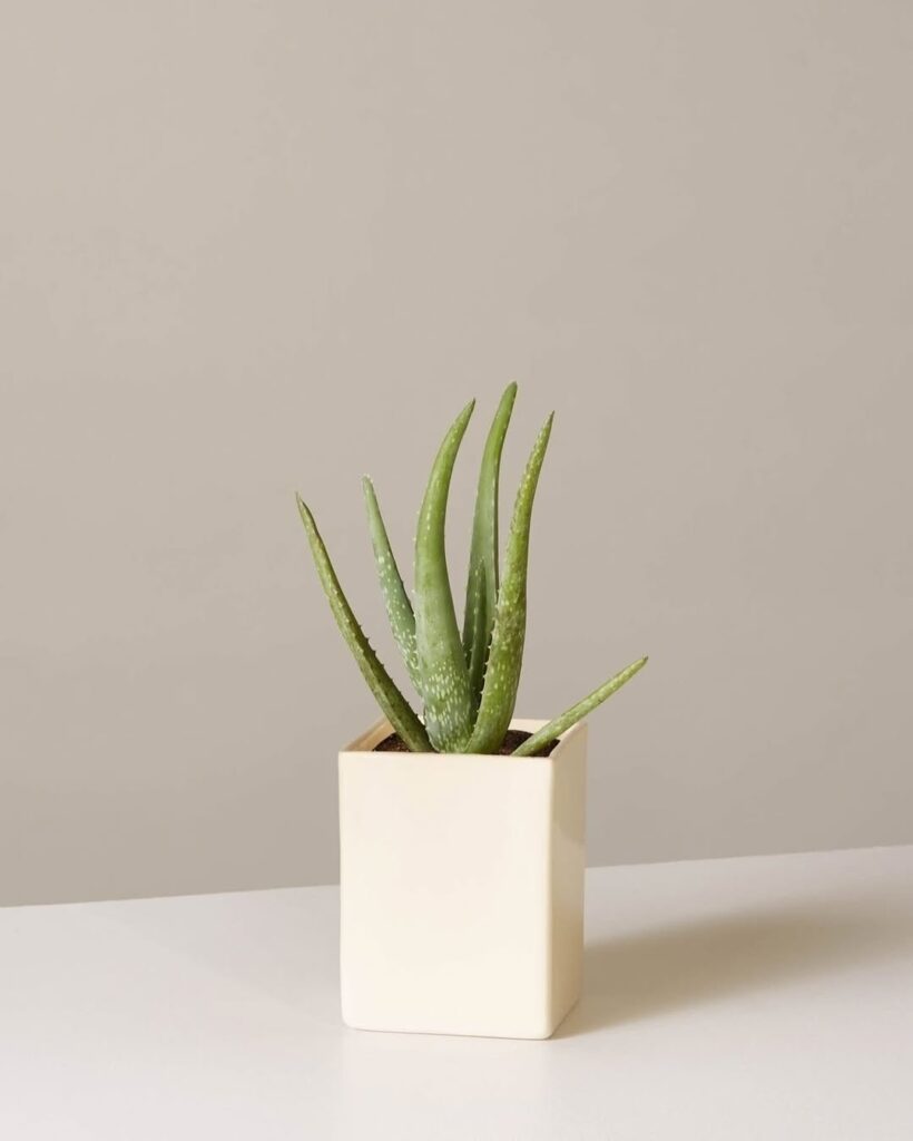 How to Grow and Care for Aloe Vera