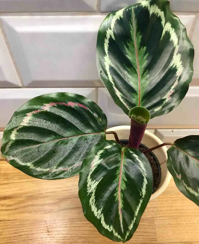How to Install a Trellis For a Rose Painted Calathea