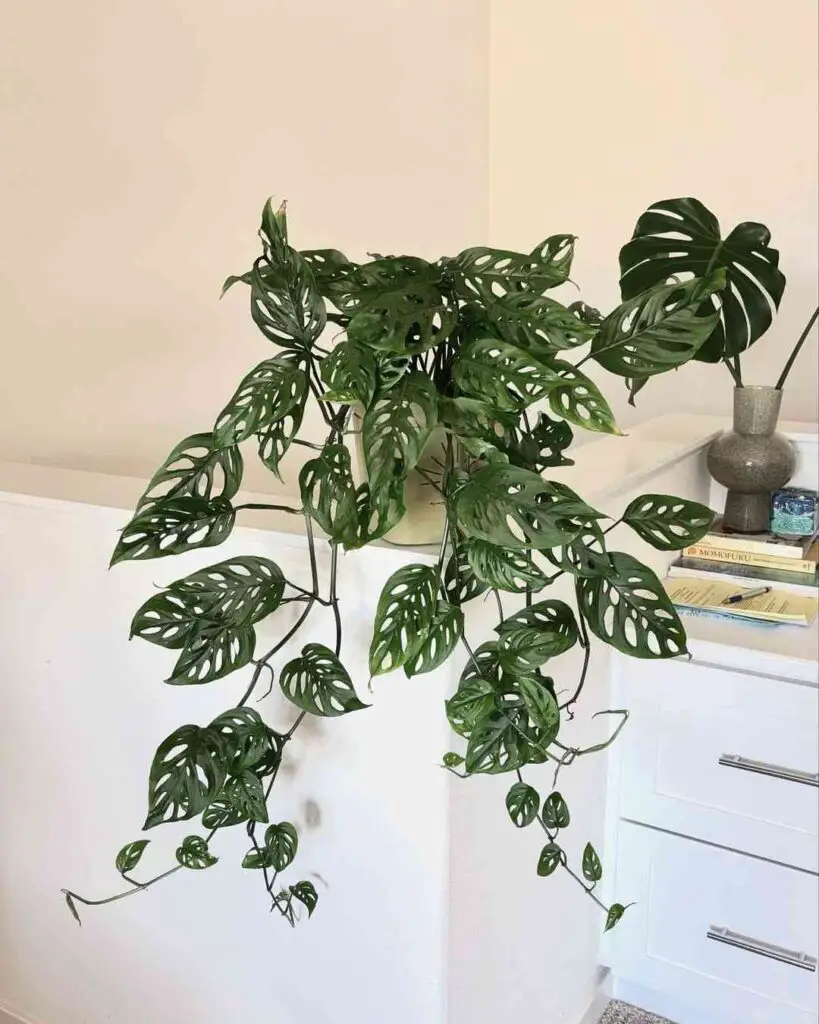 How to Keep Monstera From Growing Sideways