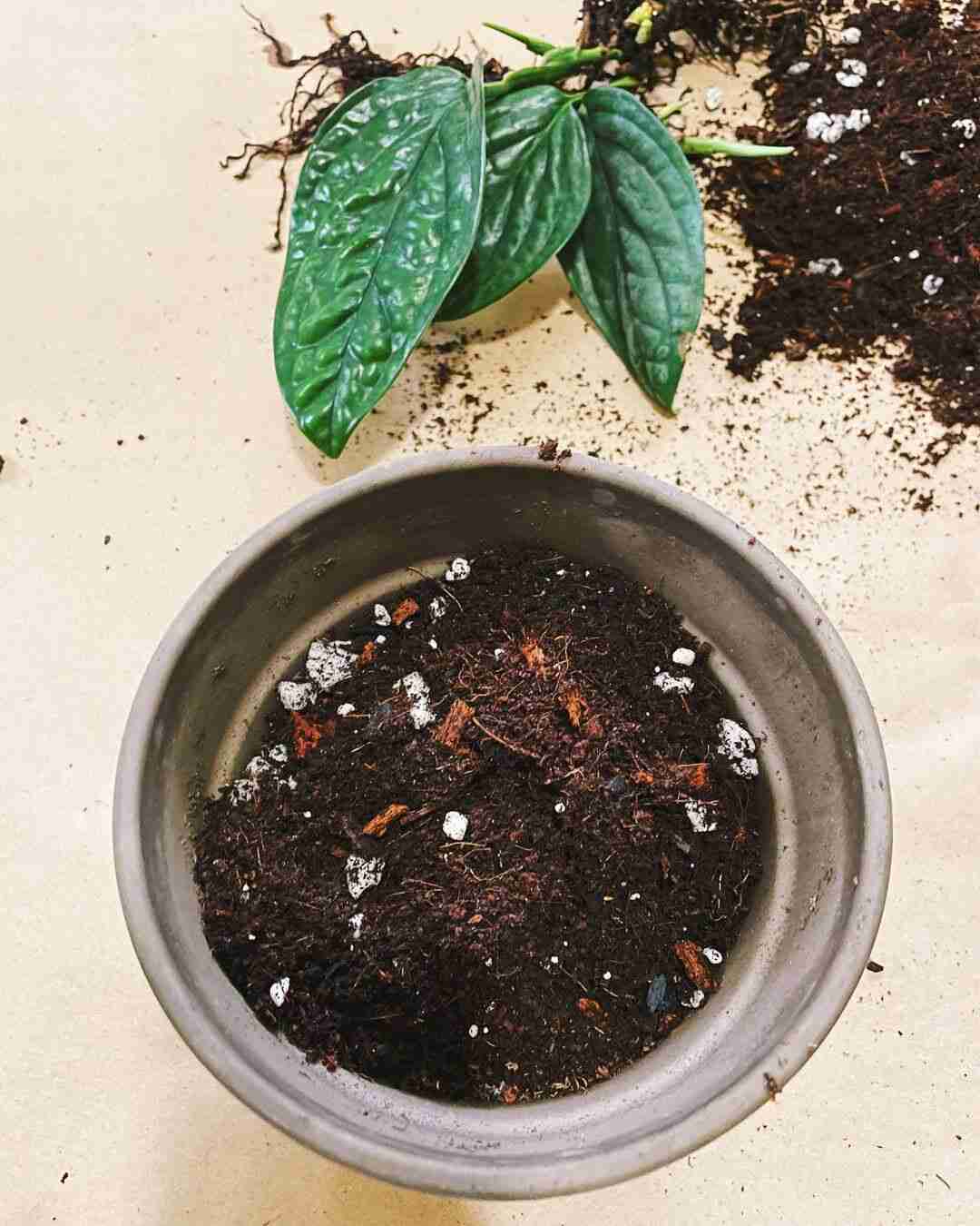 How to Make DIY Monstera Fertilizer
