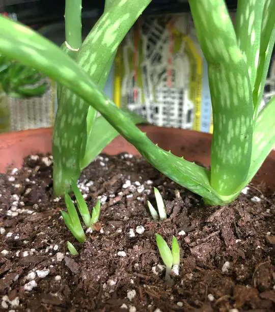 How to Make Your Own Aloe Vera Soil Mix
