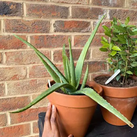 How to Repot Aloe Vera