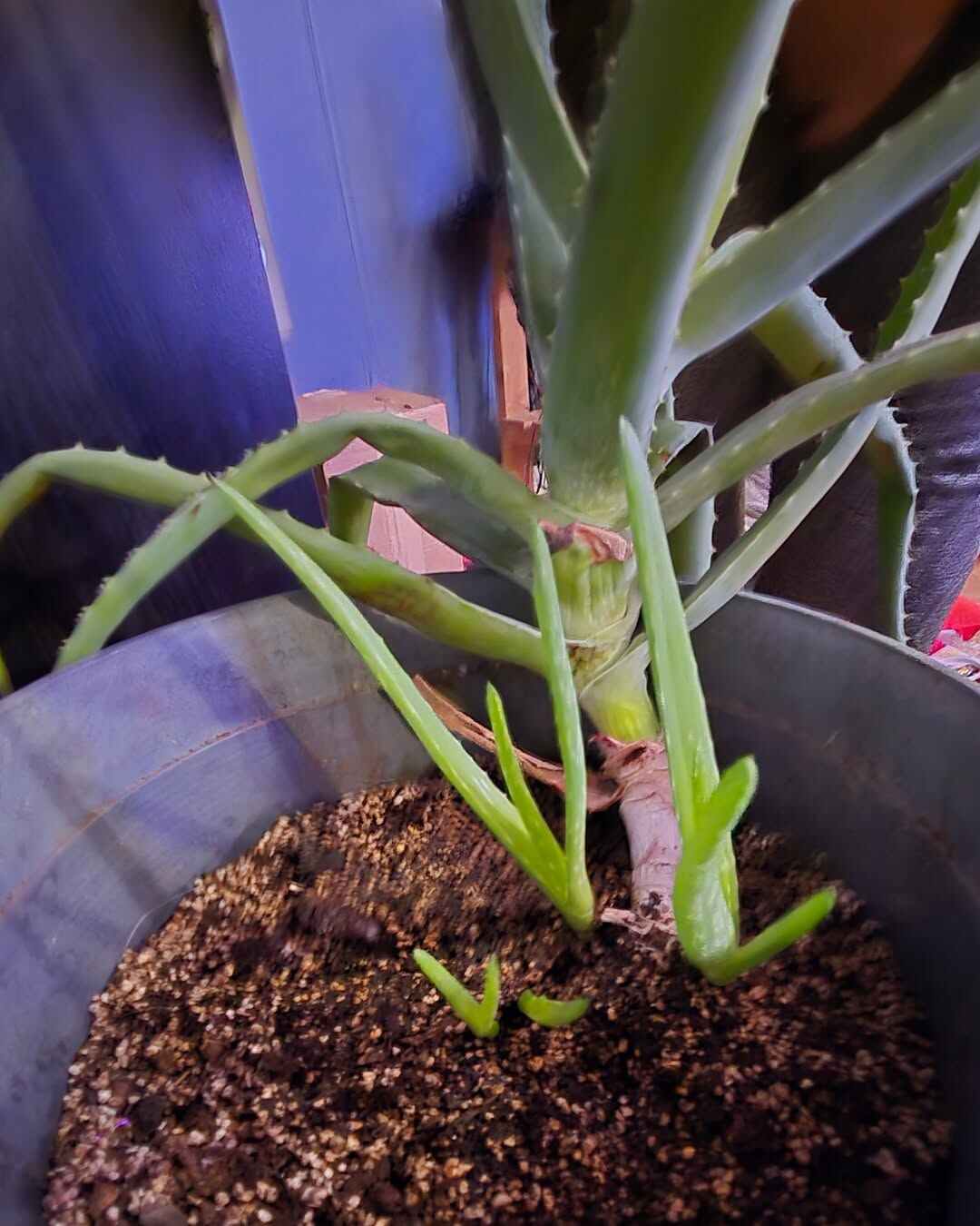 How to Root an Aloe Vera Cutting