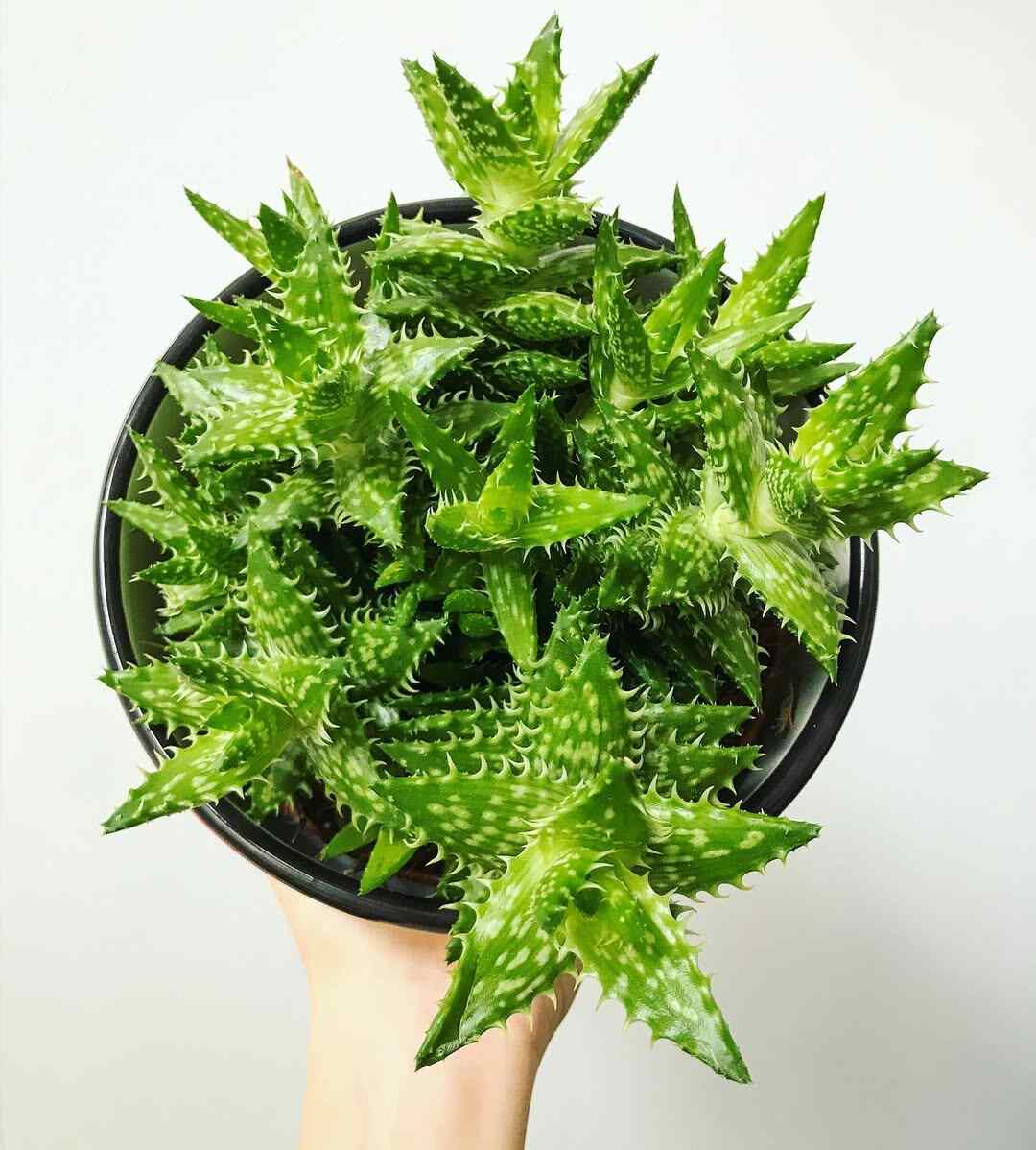 How to Stake Aloe Vera
