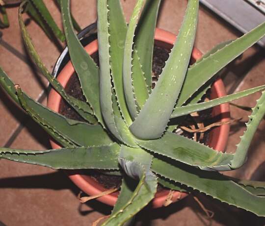 How to Support Your Aloe Vera’s Health
