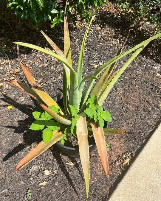 How to Tell When It’s Time to Water Aloe Vera
