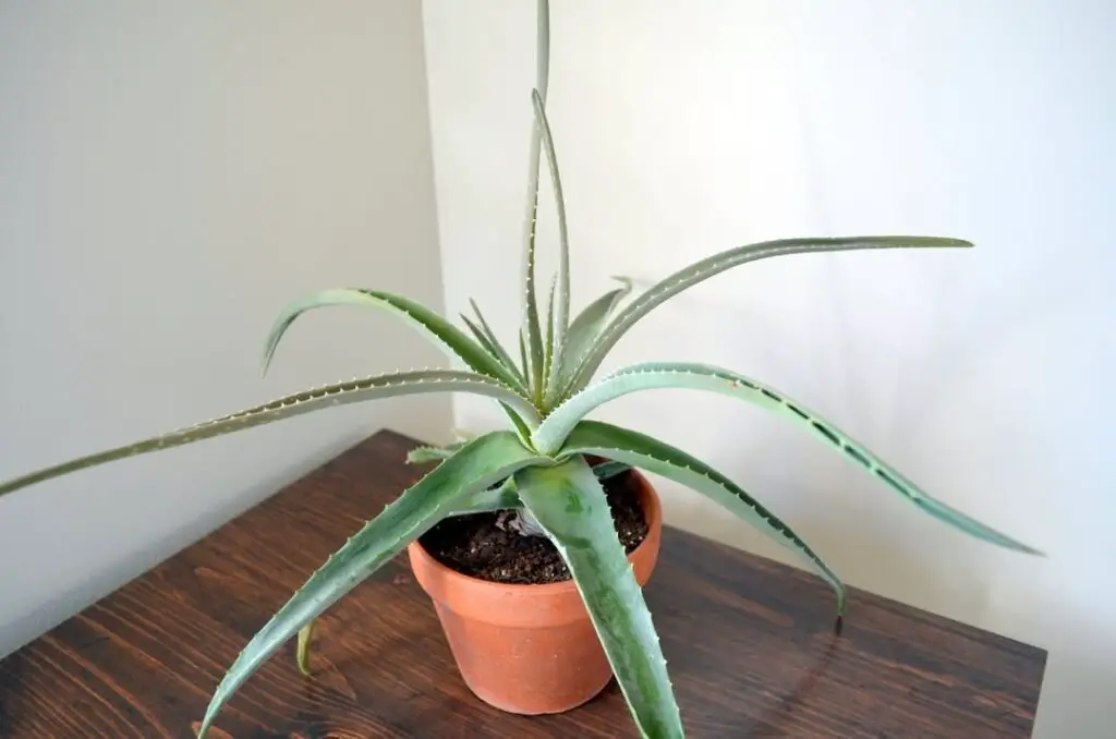 Leaves On My Aloe Vera Have Brown Tips