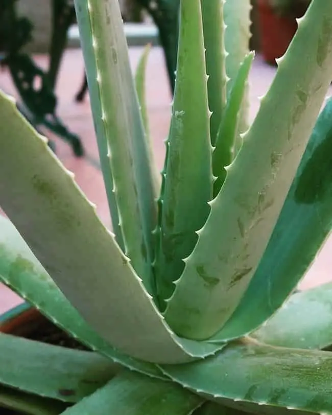 Lifespan of Aloe Vera