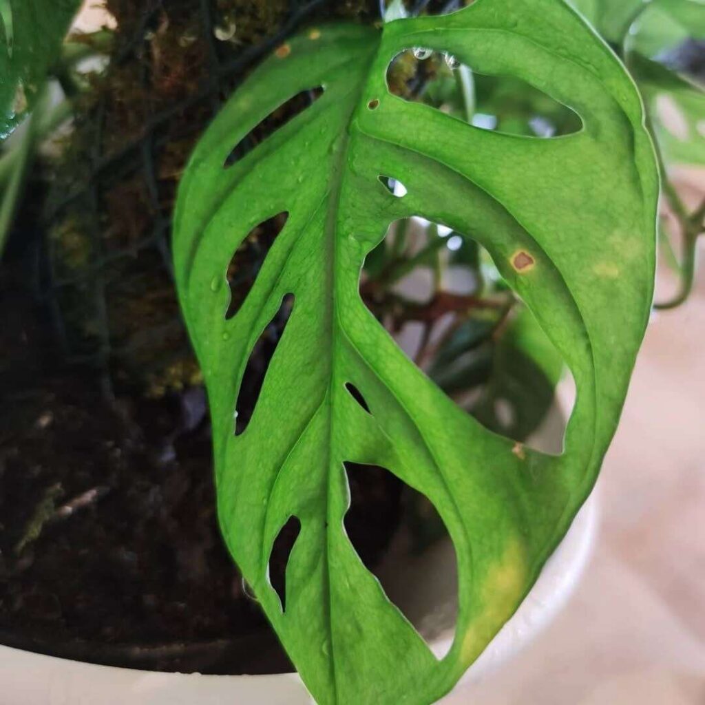 Monstera Fungal Infection