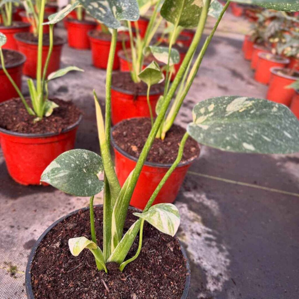 Monstera Growth Stages