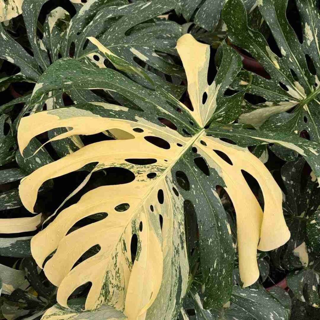 Monstera Heat Tolerance