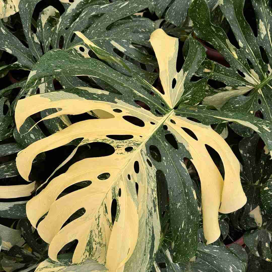 Monstera Heat Tolerance