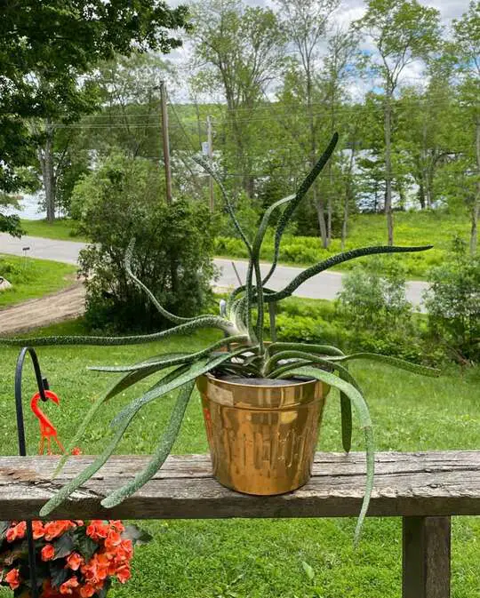 Saving a Sunburnt Aloe Vera