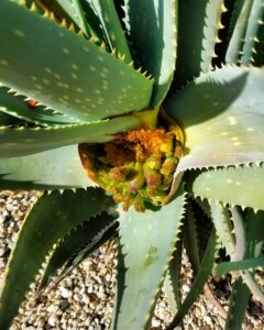 Picture of Treating Spider Mites on Aloe Vera: A Complete Guide