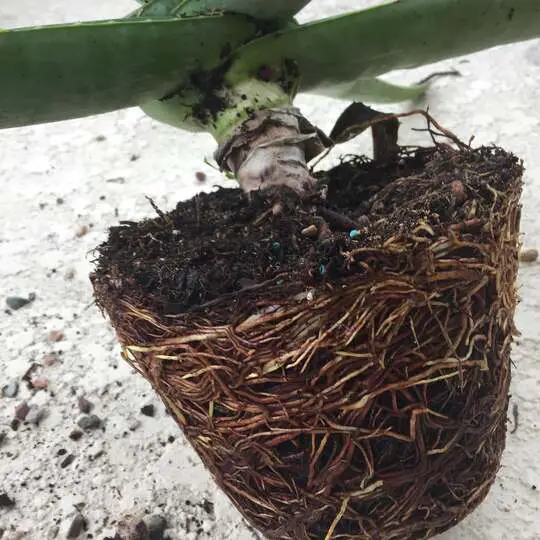 Understanding Aloe Vera Roots