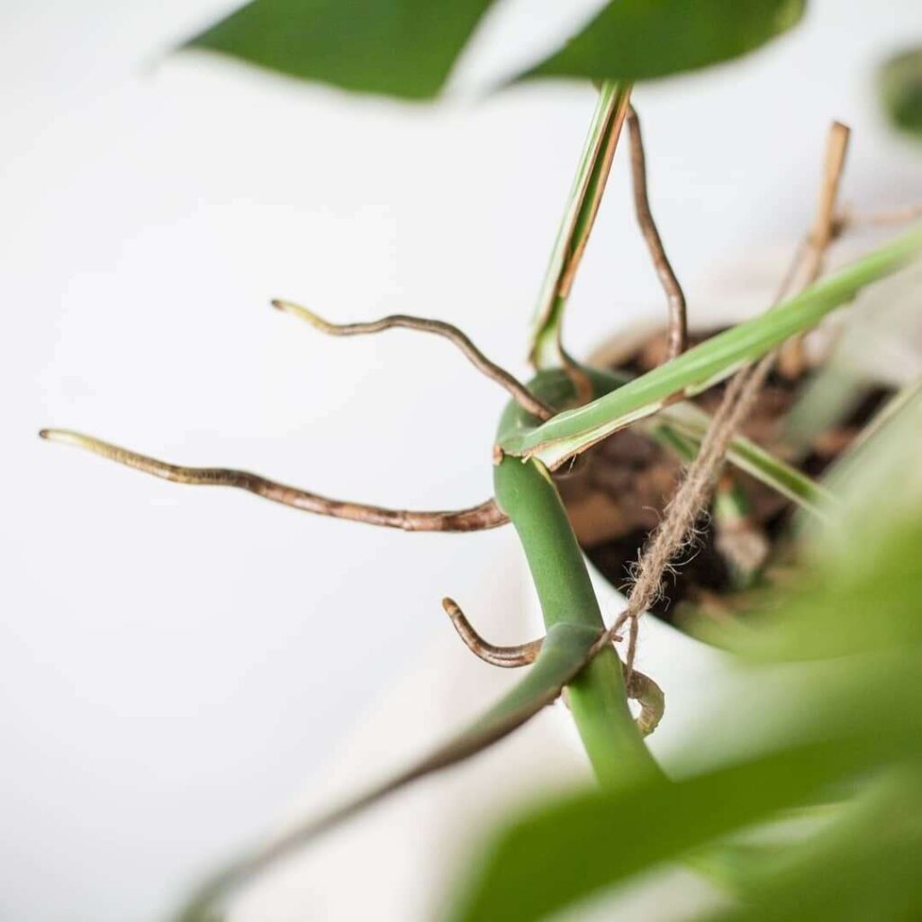 Understanding Monstera Aerial Roots