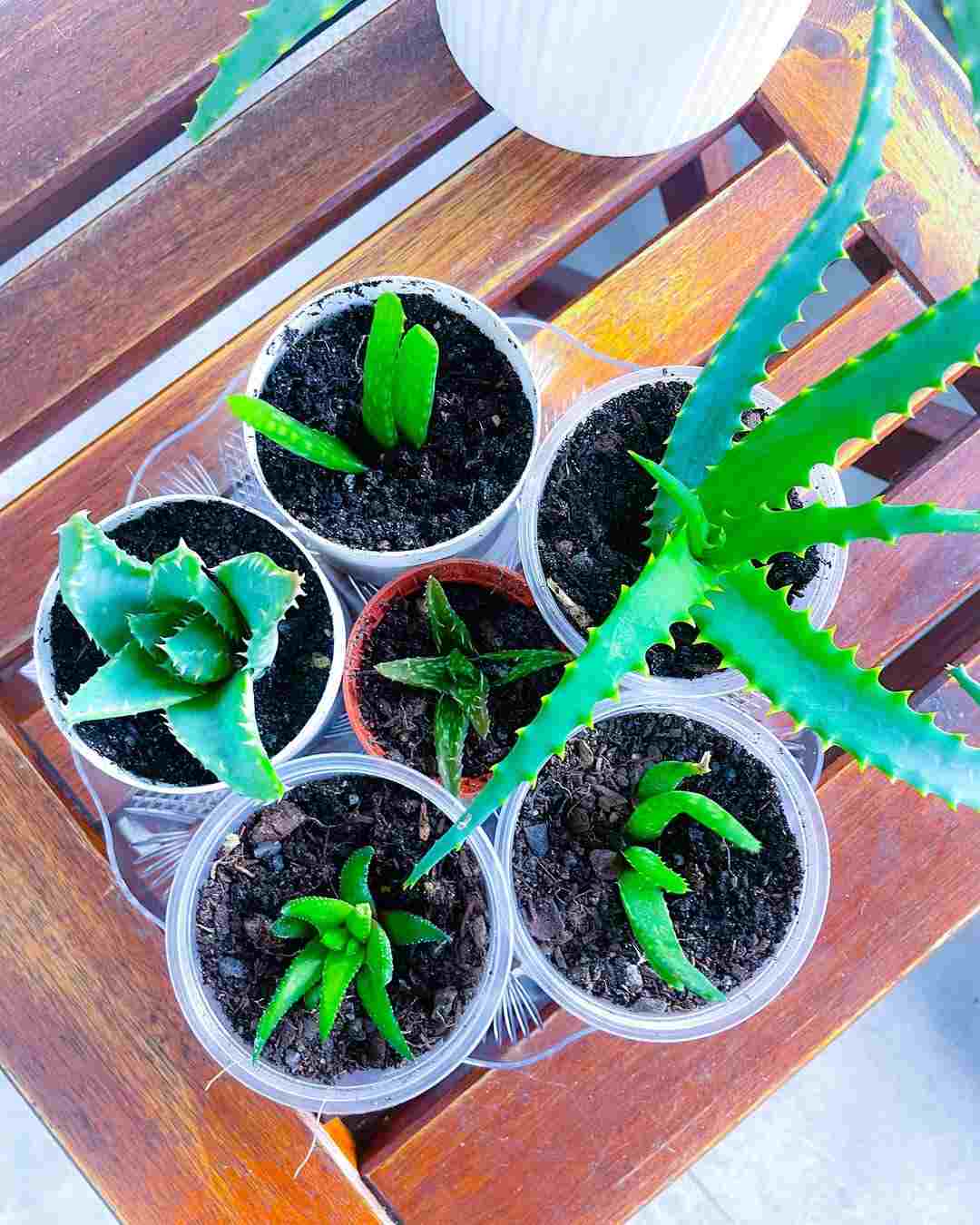 Why Aloe Vera Is Dying After Repotting It