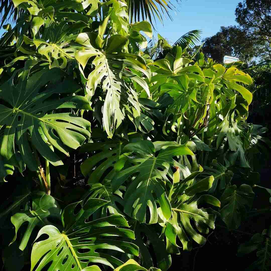 Can You Grow Monstera Outdoors