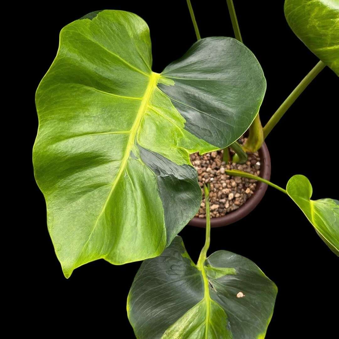 Common Monstera Pests