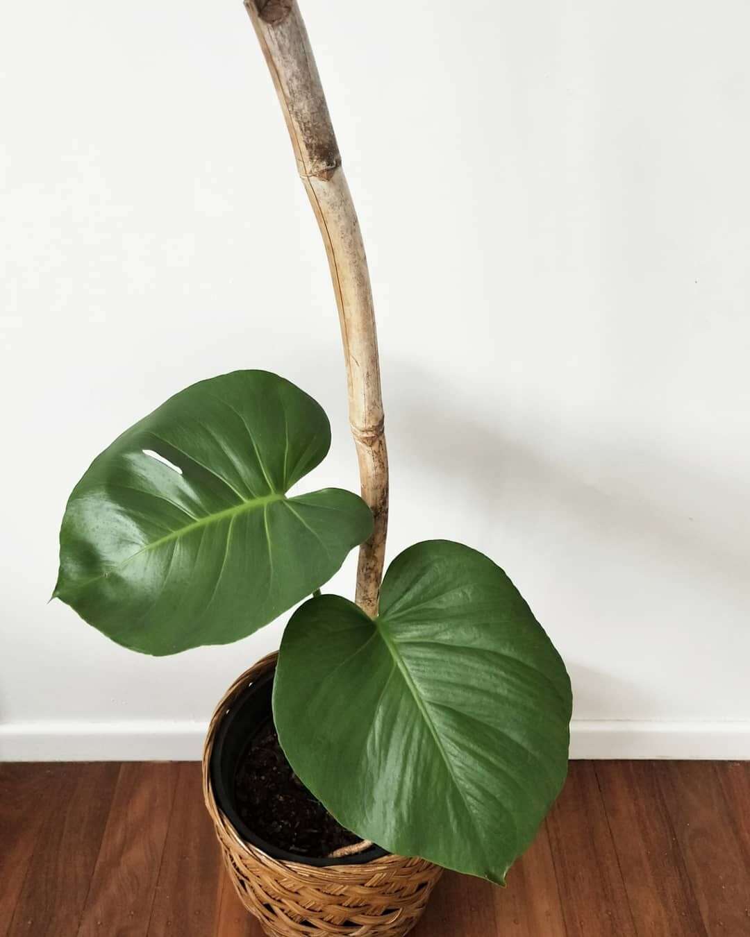 Do You Need a Moss Pole for Monstera