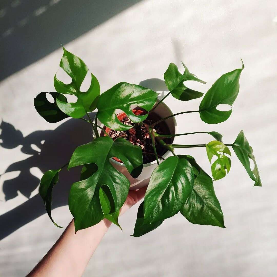 How Much Light Does Monstera Need