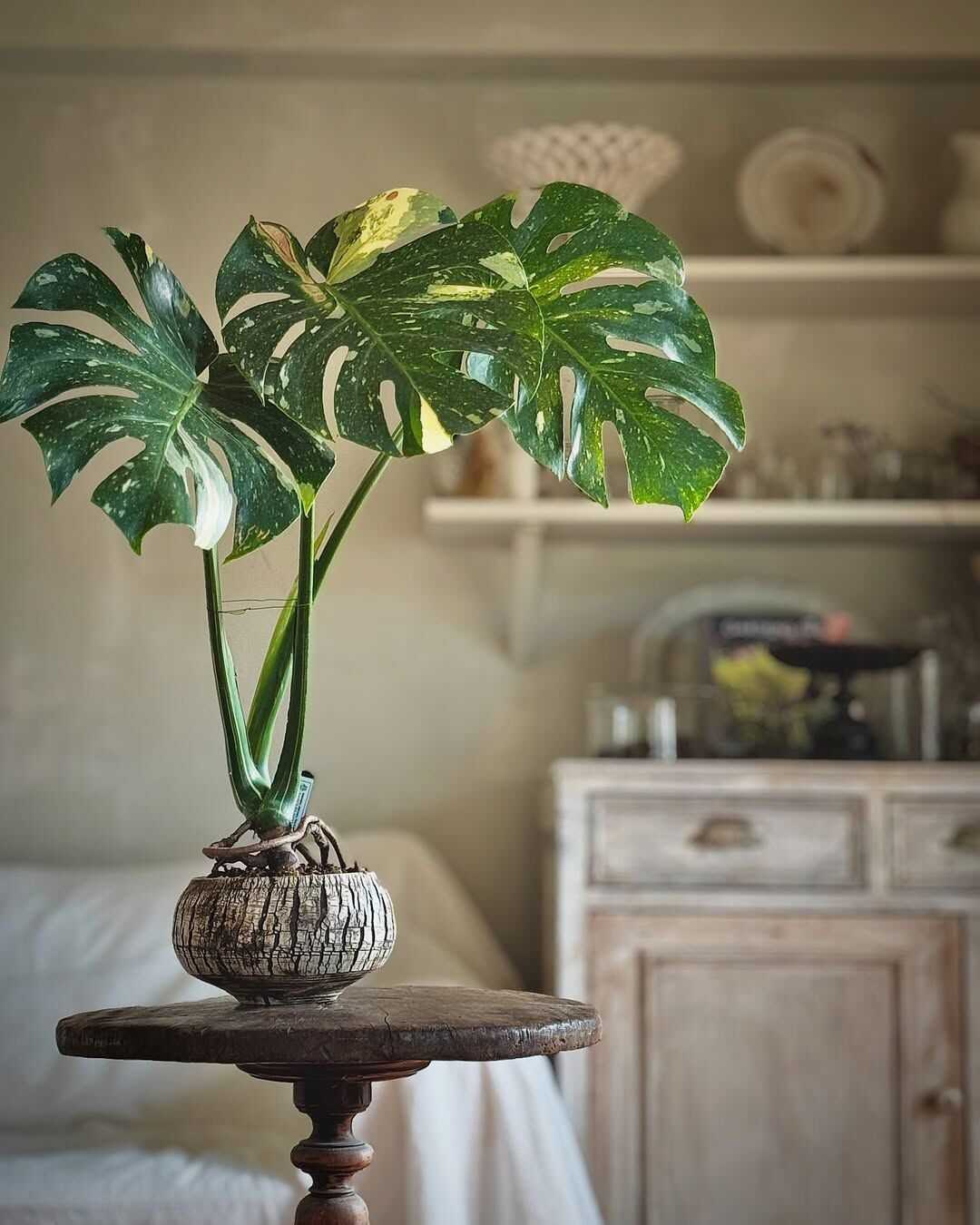 How to Get New Growth on My Monstera