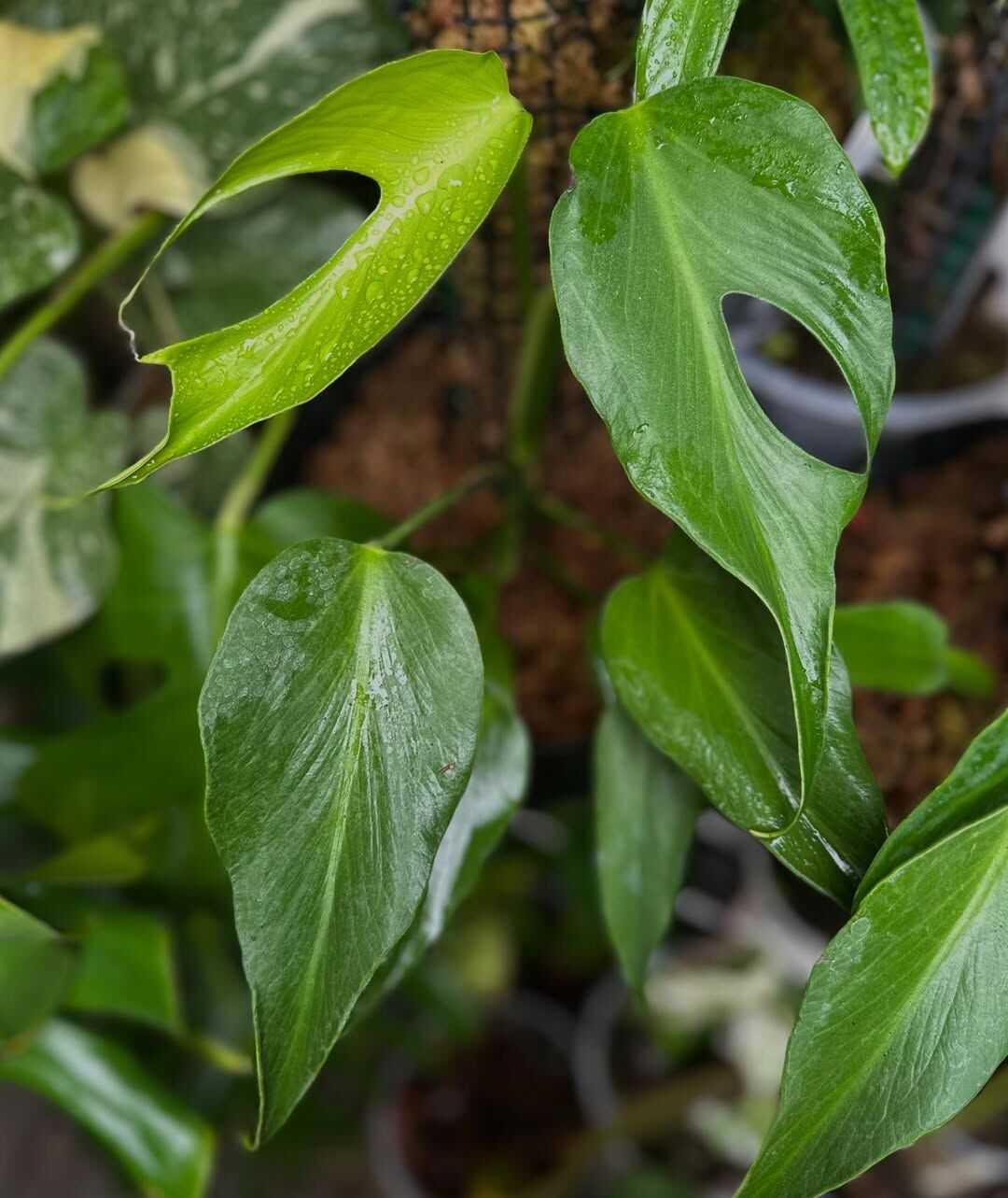 The Lifespan of Monstera