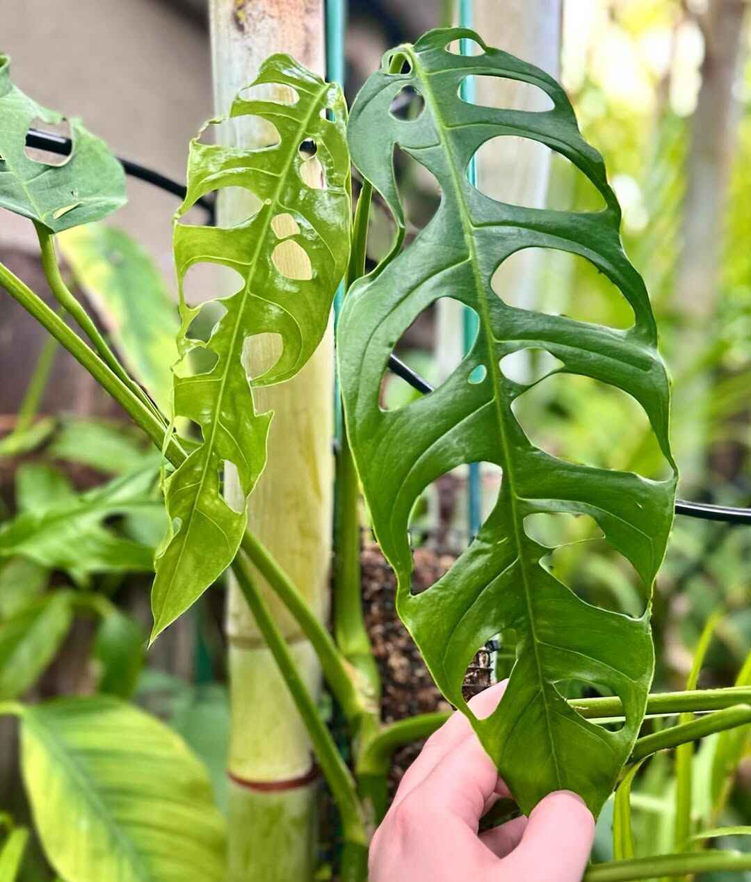 What to Do With Your Monstera Node