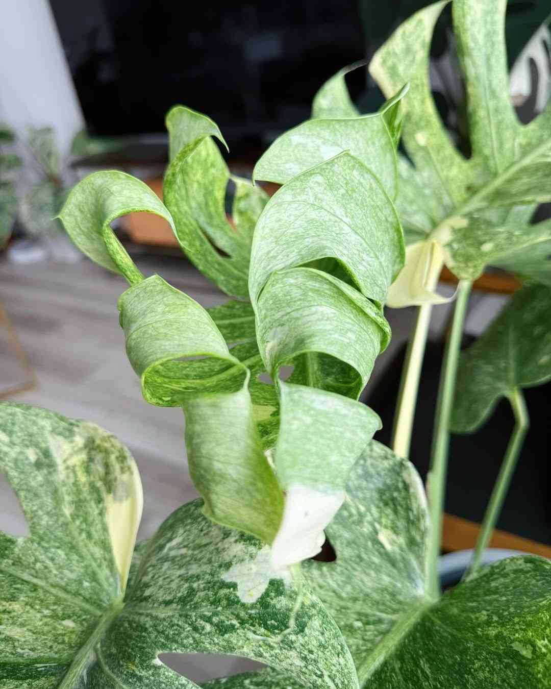 Why Are My Monstera's Leaves Curling