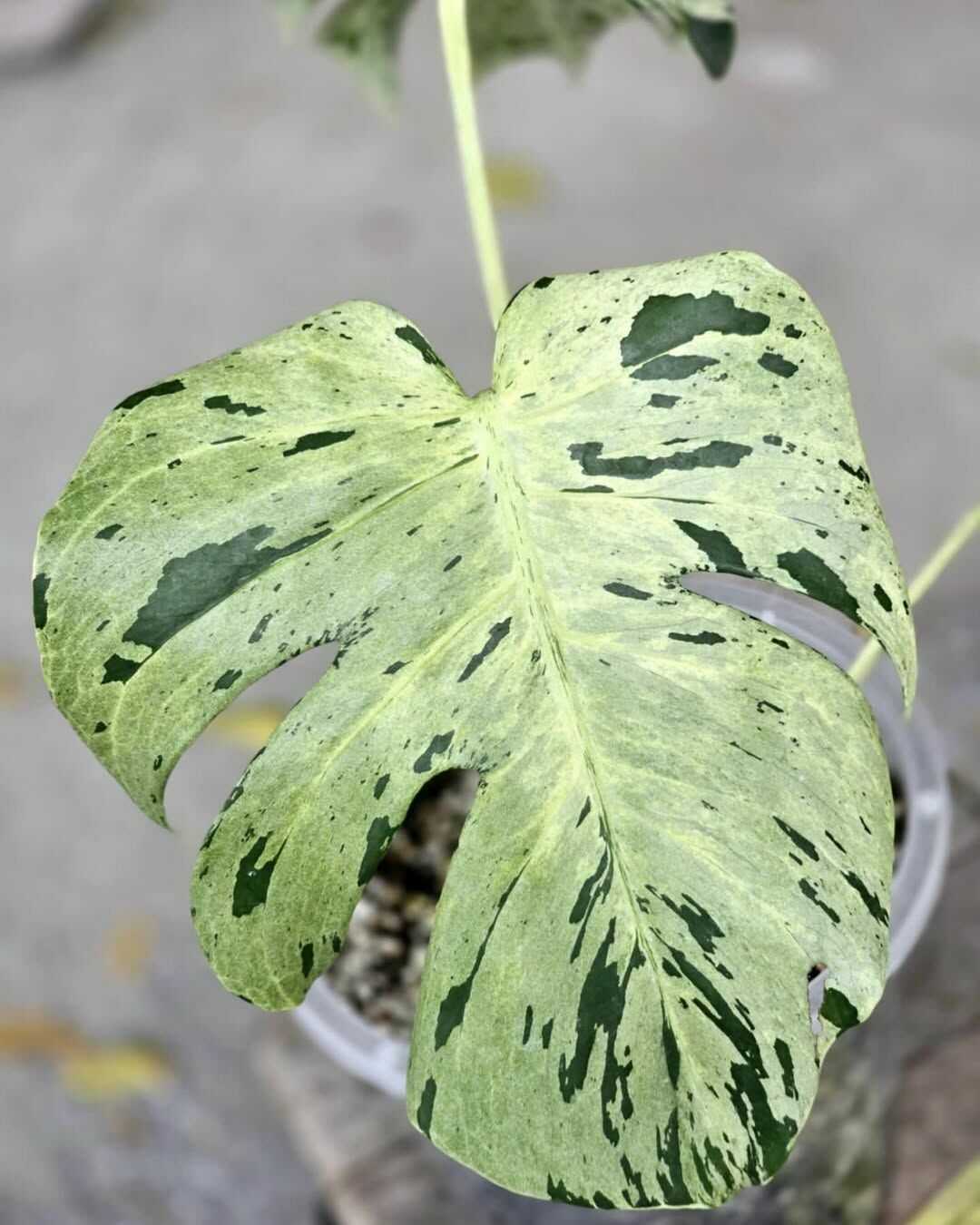 Why Are My Monstera's Leaves Drooping