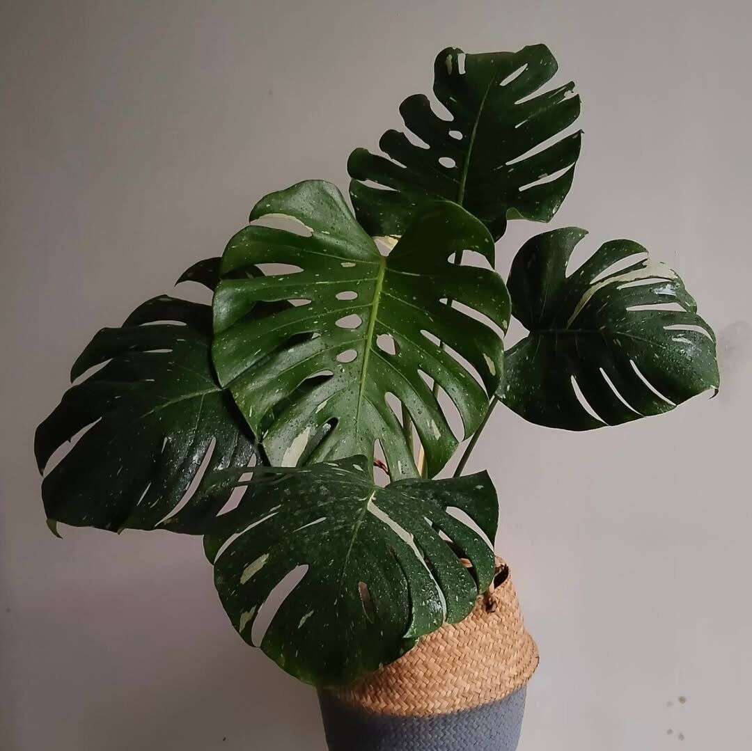 Why Are My Monstera’s Leaves Turning Black