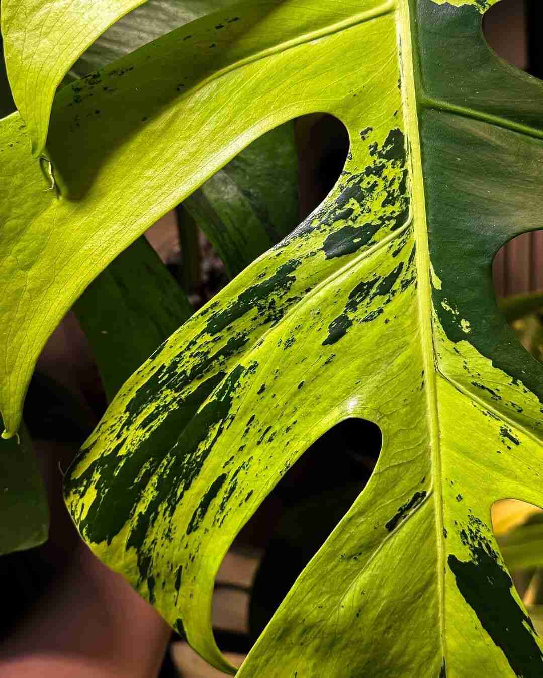 Why Are the Leaves on My Monstera Turning Yellow