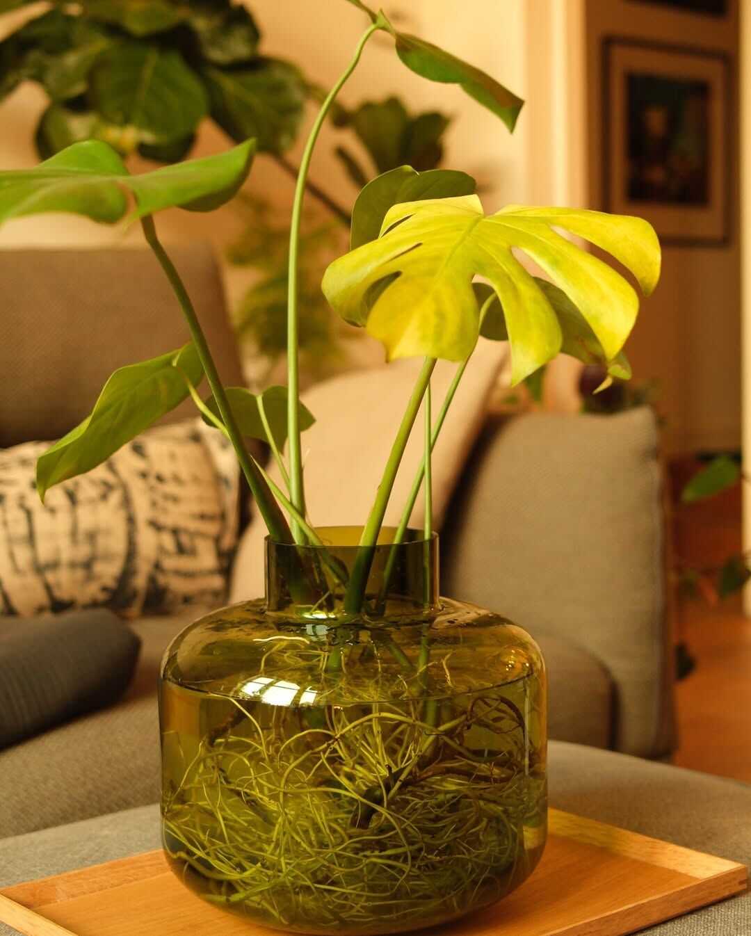 Why Your Monstera Is Not Growing